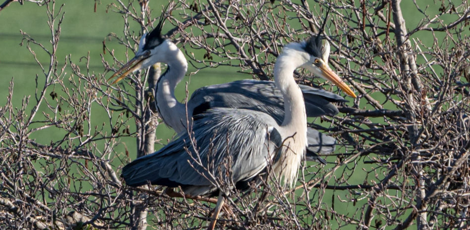 Los diálogos de la garza real en el Ter