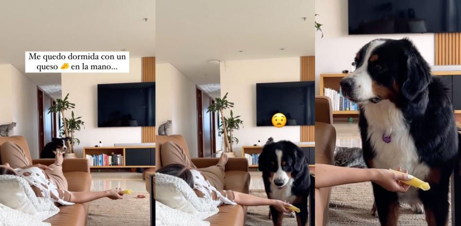 Finge dormir con un queso en la mano para grabar la reacción de su perro y se sorprende con el resultado