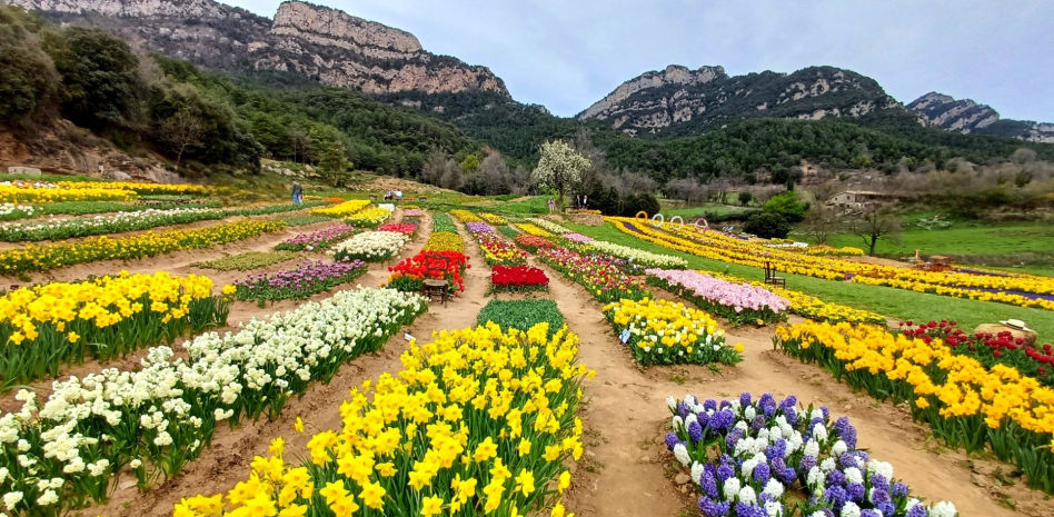 El paraíso de las flores de la Casa Sorribes