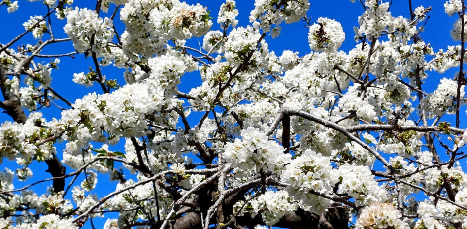 El espectáculo de los cerezos en flor en el Vallès