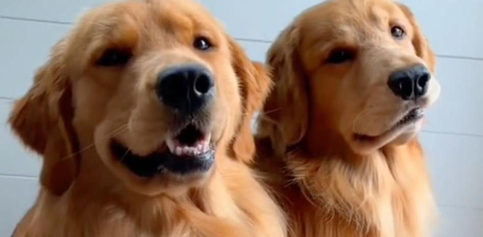 Enseña las 'desventajas' de tener un golden retriever y todo el mundo dice lo mismo: "Sigo queriendo uno"