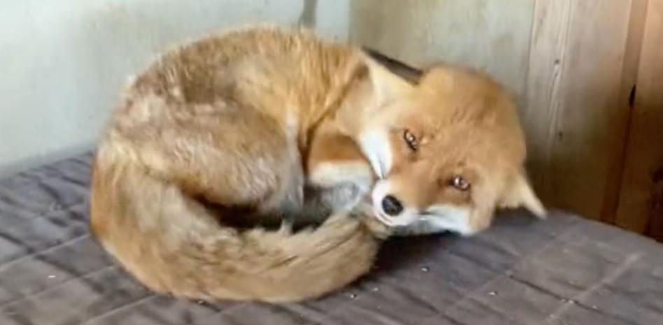 La reacción de un zorro a la llegada de su dueña que enternece: "No entiendo cómo no son animales de compañía"