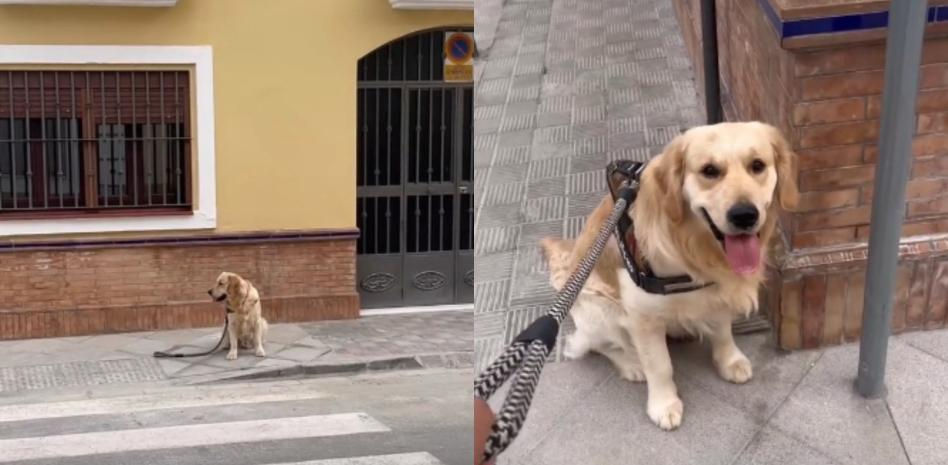 Intenta llevar a casa a su Golden Retriever y se convierte en misión imposible: "Además de darte paciencia te pone fuerte"
