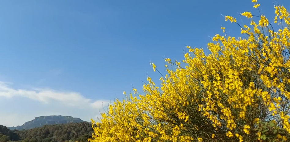 ¿Se impone el amarillo como color de primavera?