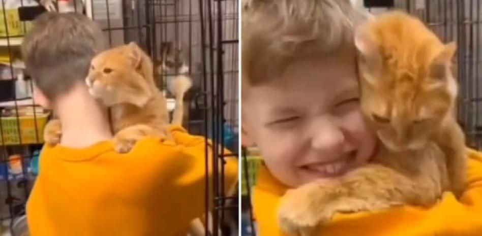El sorprendente gesto de un gato en adopción al ver a un niño en el refugio: “Puede que sea uno de los mejores momentos de su vida”