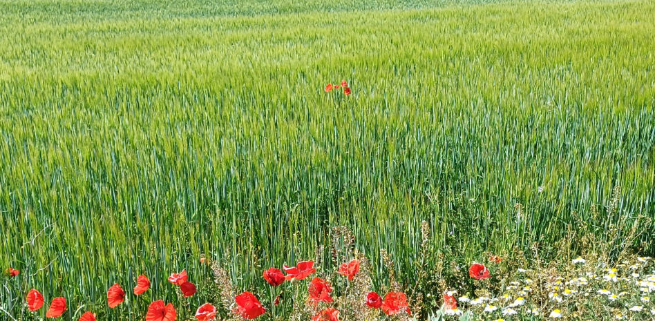 El paisaje verde de la Segarra por descubrir