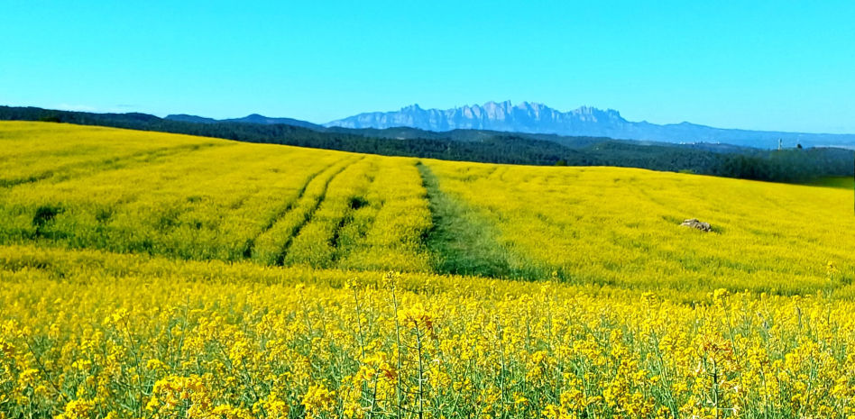 Los campos amarillos con vistas a Montserrat