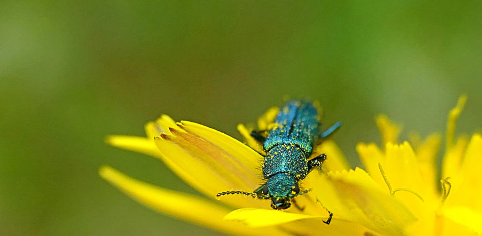 El escarabajo venenoso objeto de deseo por ser considerado "la viagra medieval"
