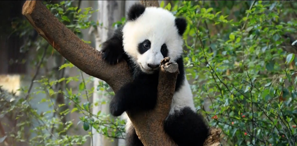 Llegan dos nuevos osos panda a Madrid