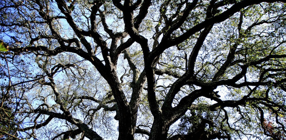 FotoDocs: El alcornoque gigante de Catalunya