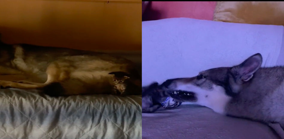 La tierna amistad de un gato recién nacido y un perro lobo: “Me sana el corazón”