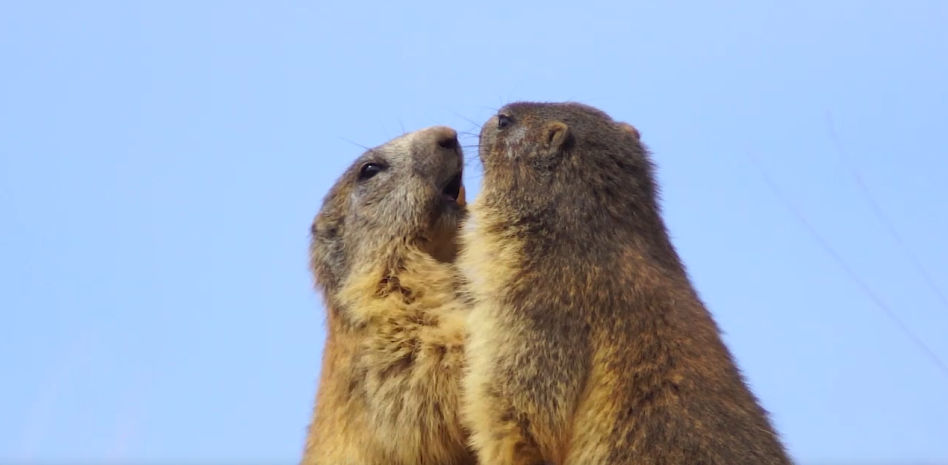 Mira los juegos de las marmotas en el Berguedà
