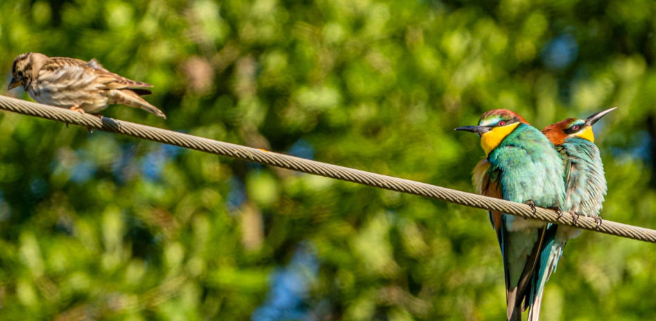 Los abejarucos amigos del gorrión