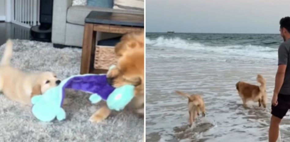 Las lecciones de un golden retriever a su cachorro tras ser adiestrado por su dueño: “Son increíbles”