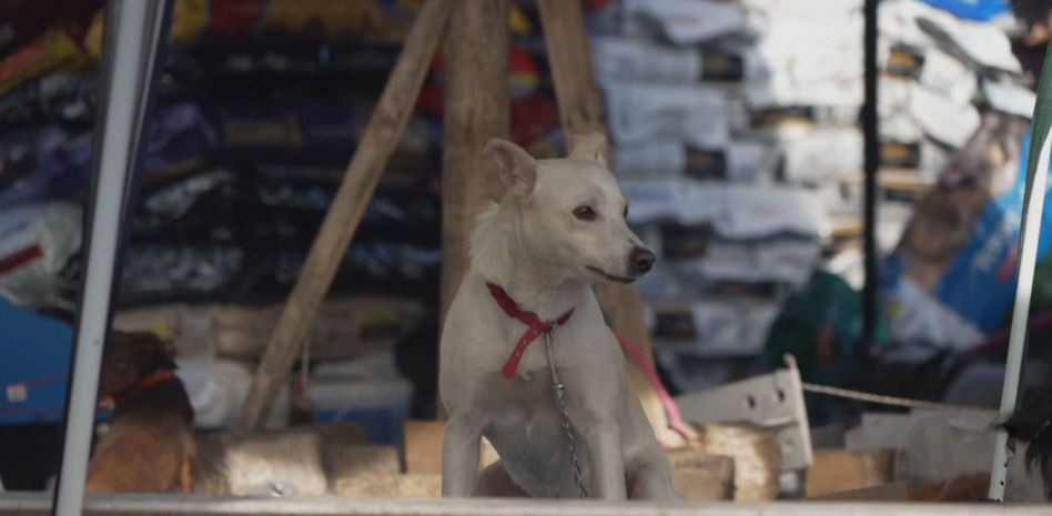 Brasil improvisa un refugio para perros perdidos durante las fuertes lluvias