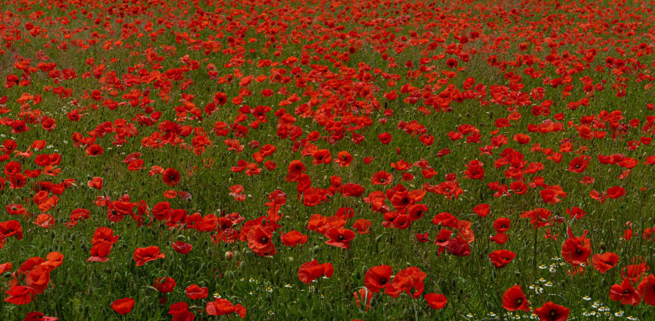 El rojo se reivindica como color de la primavera