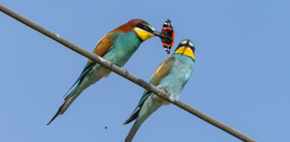 Mariposa sacrificada en el cortejo del abejaruco