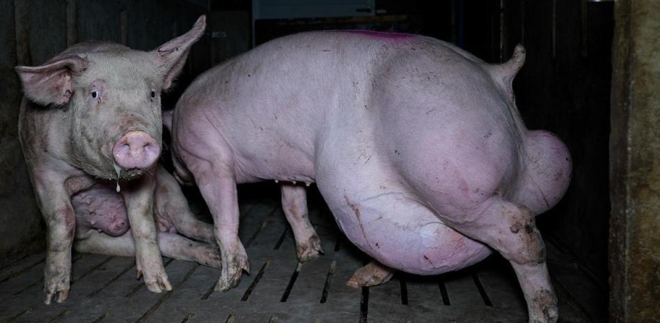 Maltratados y en condiciones insalubres: investigan una “granja del terror” en Burgos