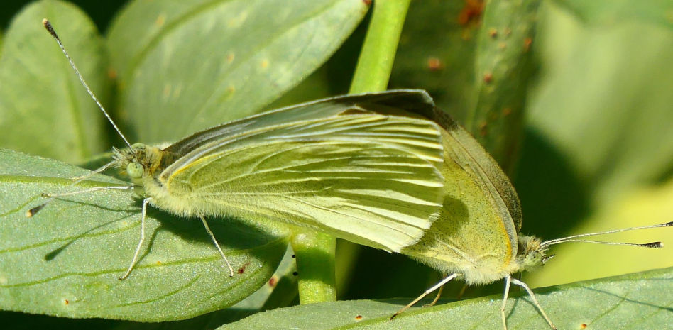 La escena más subida de tono de la mariposa