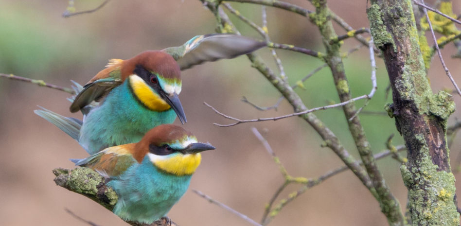El despertar musical de los abejarucos