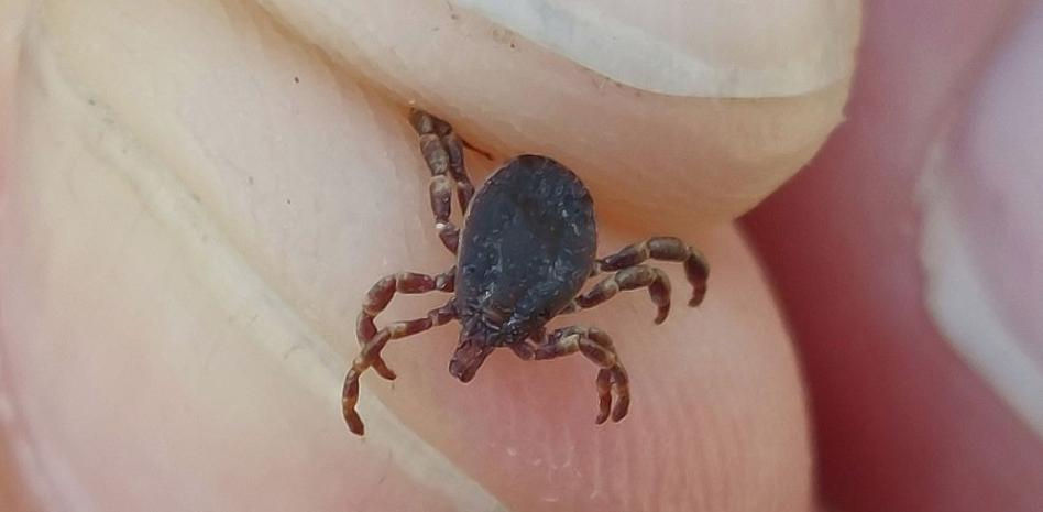 La plaga de garrapatas 'H.lusitanicum' se acelera en Catalunya
