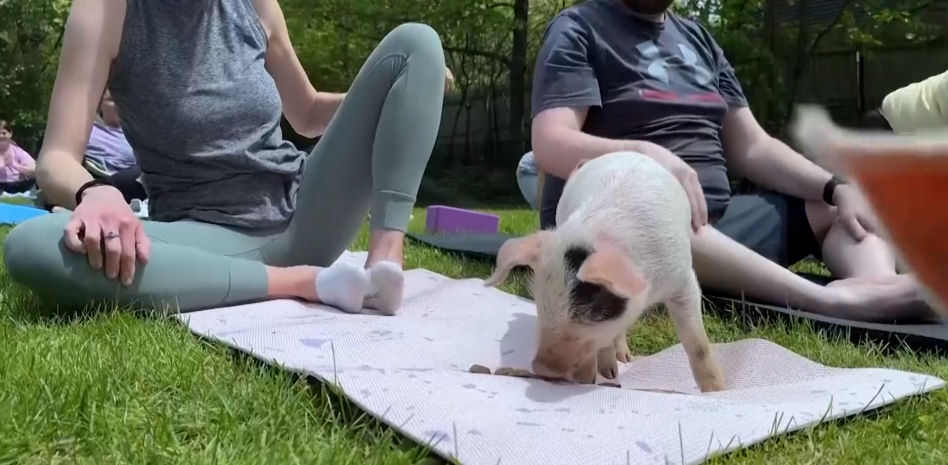 El Yoga con cerditos triunfa en Massachusetts