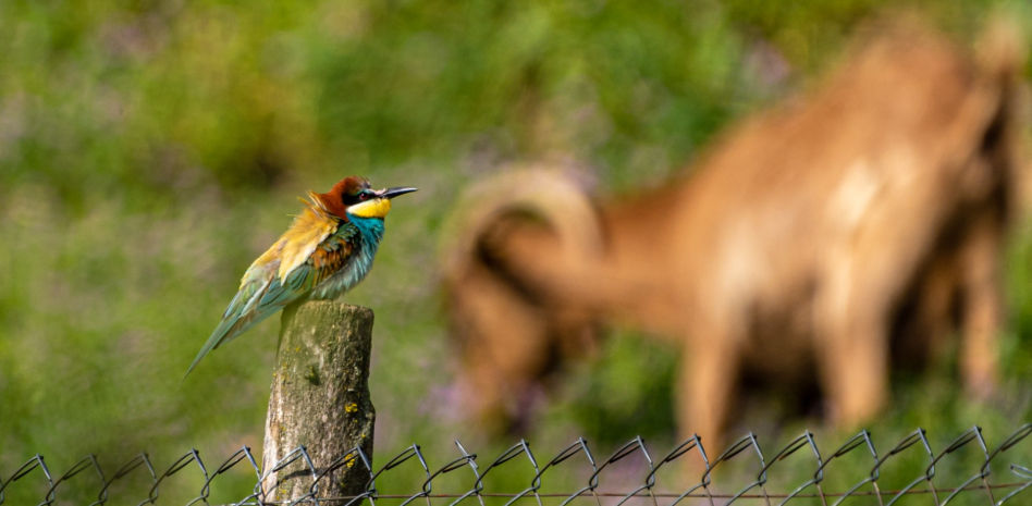 Las cabritas amigas de los abejarucos