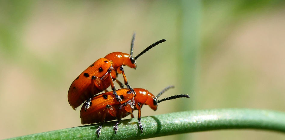 La incesante cópula del escarabajo punteado