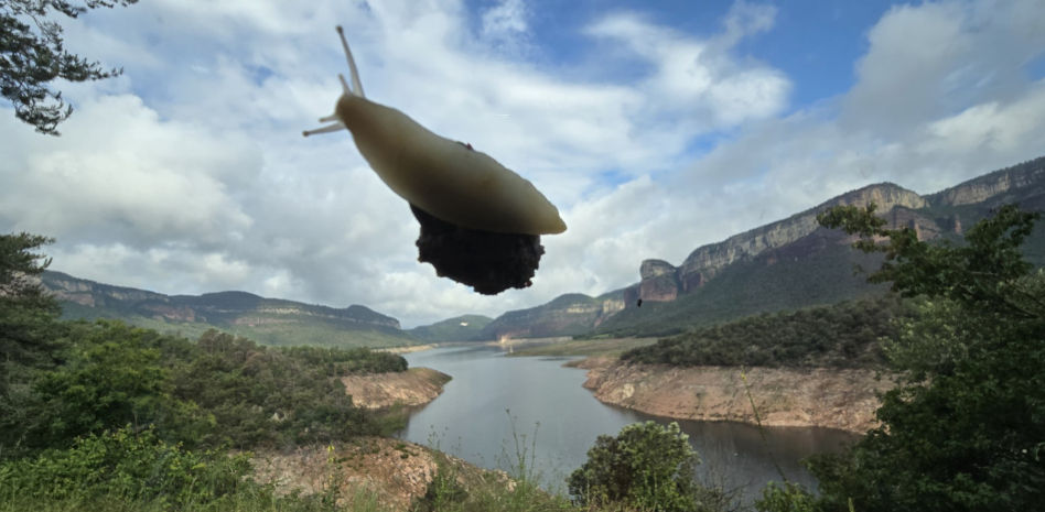 El caracol 'volador' del pantano de Sau