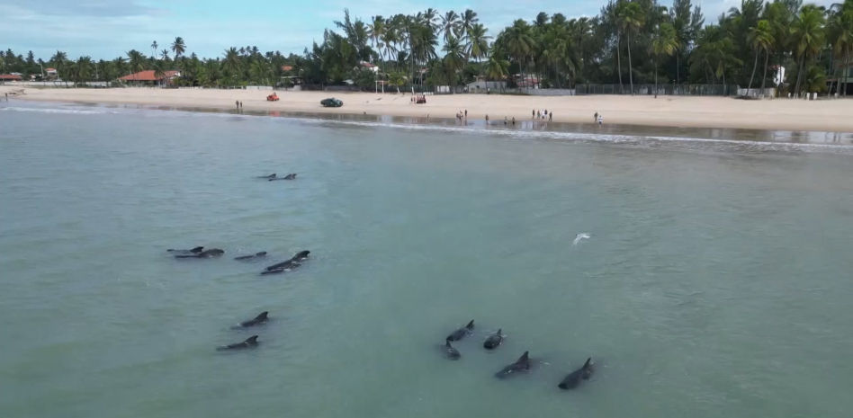 Una veintena de ballenas piloto quedan varadas cerca de una playa en el noreste de Brasil