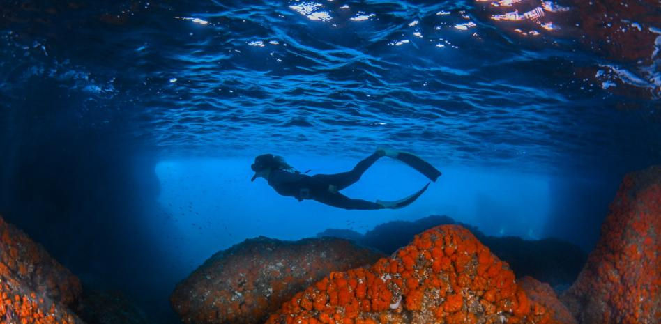 Operación 'Salvar el coral naranja del Mediterráneo'