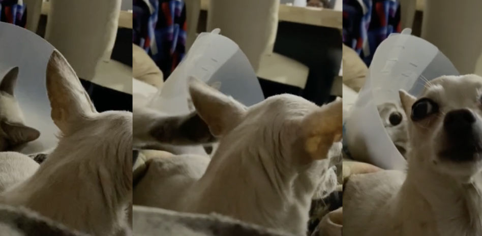 Le habla a su chihuahua sorda y su gato le ayuda a entenderla: “No me hagas llorar a las 6 de la mañana”