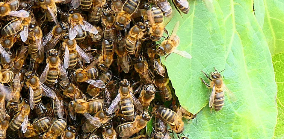 Los 'hombres de Harrelson' de las abejas