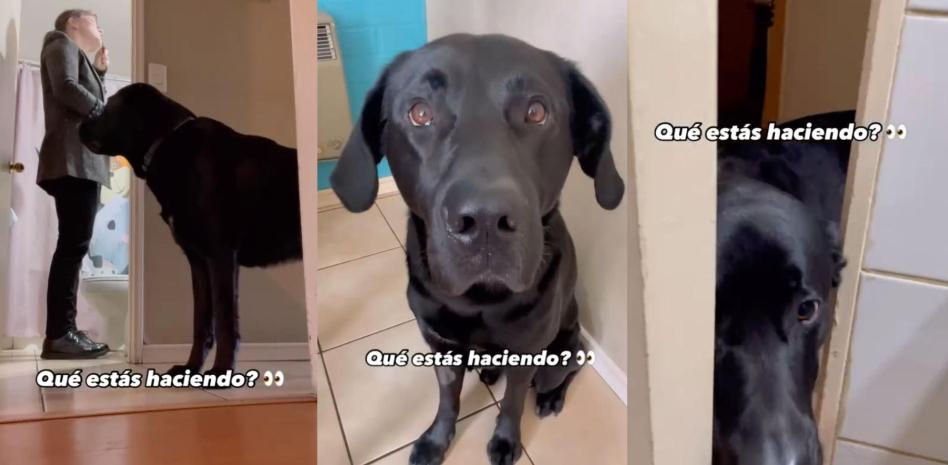 La tierna obsesión de un labrador: “Creo que deberían cambiarme el nombre a Sombra”