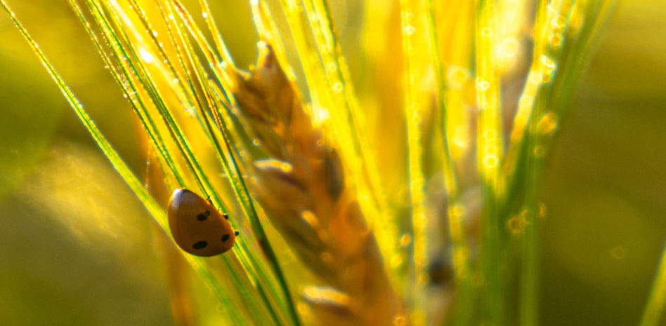 Los campos se ponen a punto para la siega