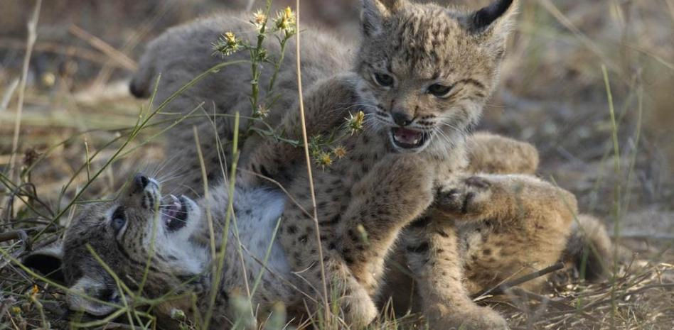 El lince ibérico sale de la uci y deja de ser catalogado especie en peligro de extinción
