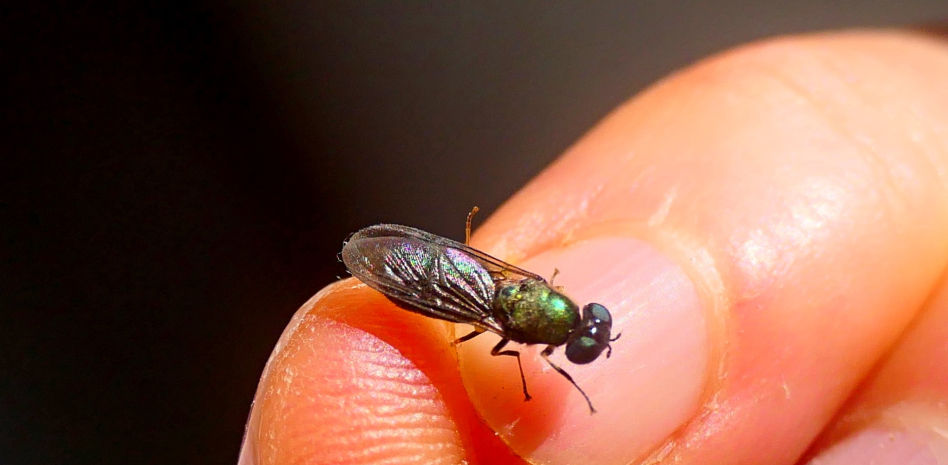 La mosca soldado aliada de la naturaleza