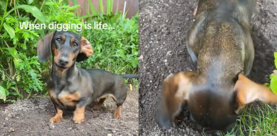 La gente alucina con como utiliza la pasión de su perro salchicha por cavar hoyos para que le ayude en casa