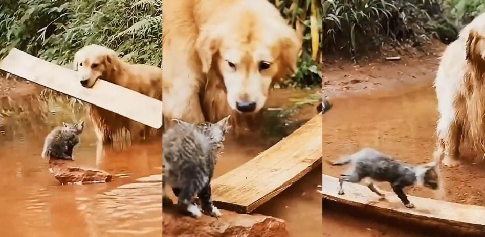 Un golden retriever se las ingenia y sorprende con su manera de rescatar a un gato bebé de un río