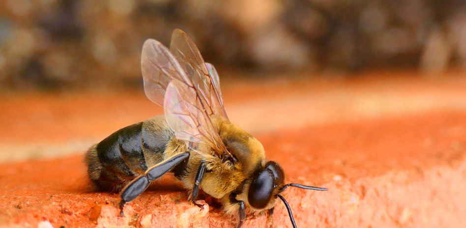 La exótica abeja gigante llegó a Europa en barco