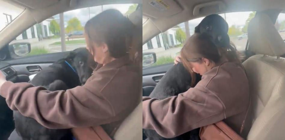 Seiko, el perrito abandonado que no se quiere separar de su nueva familia adoptiva: “Se merece lo mejor”