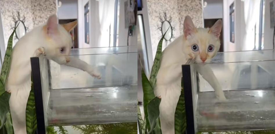 Pilla a su gato con las manos en la masa y las redes alucinan: “Está revisando que la temperatura está adecuada”