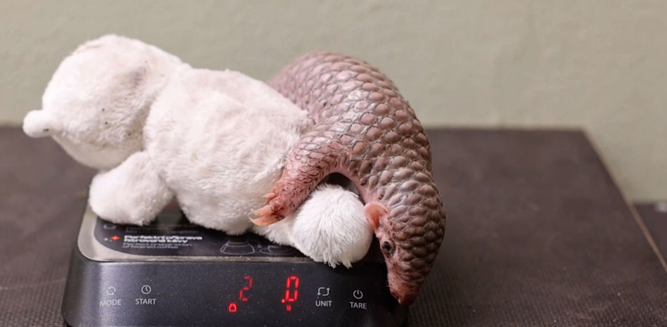 Nace en Praga el segundo pangolín chino de Europa