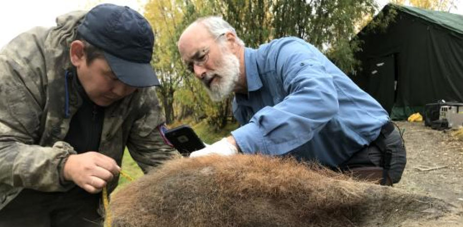 Hallados los primeros cromosomas fosilizados en un mamut de 52.000 años