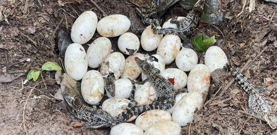 Nacen 60 crías del casi extinto cocodrilo siamés en una zona selvática de Camboya
