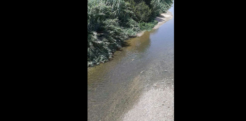 Tristes imágenes de los peces muertos por el vertido de productos químicos en el río Besòs