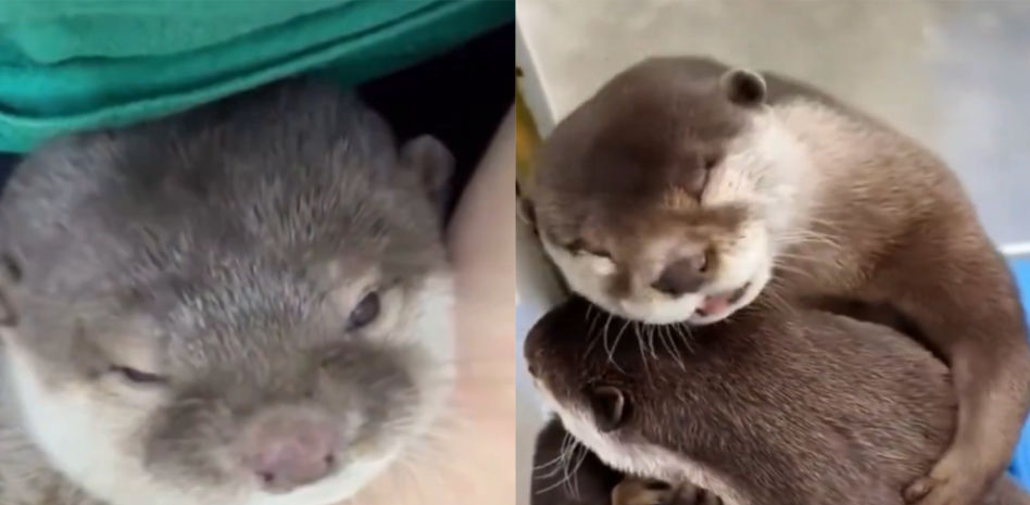 Una nutria cae en depresión después de que su cuidador se fuese de vacaciones: “Estuvo a punto de morir”