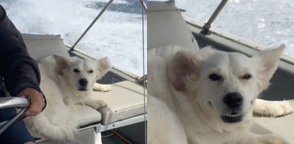 La gente alucina con el comportamiento de un golden retriever en un barco
