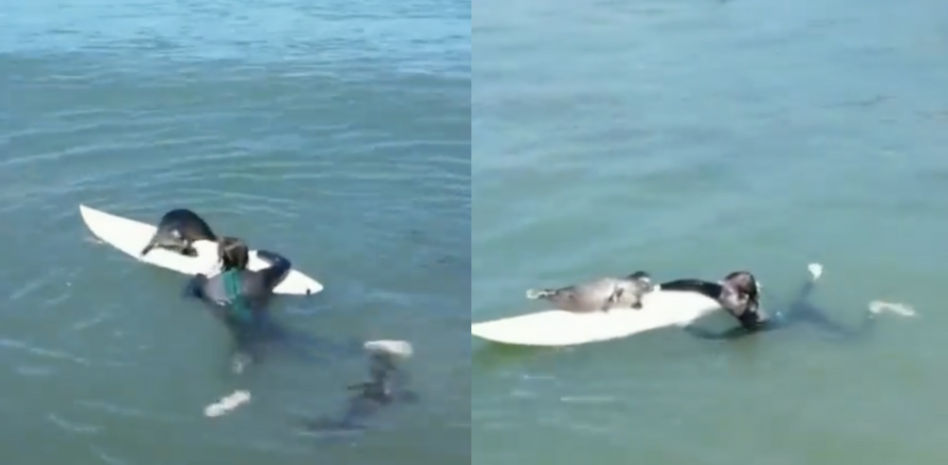 Un surfista recibe la visita inesperada de una foca bebé mientras se baña