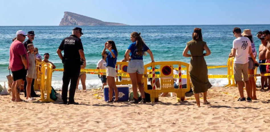 Una tortuga boba de gran tamaño desova en la playa de Poniente de Benidorm